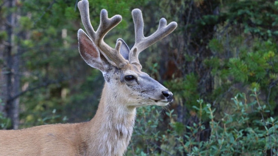 Tàu hỏa Nhật Bản giả tiếng chó và hươu để ngăn động vật đến gần - 1