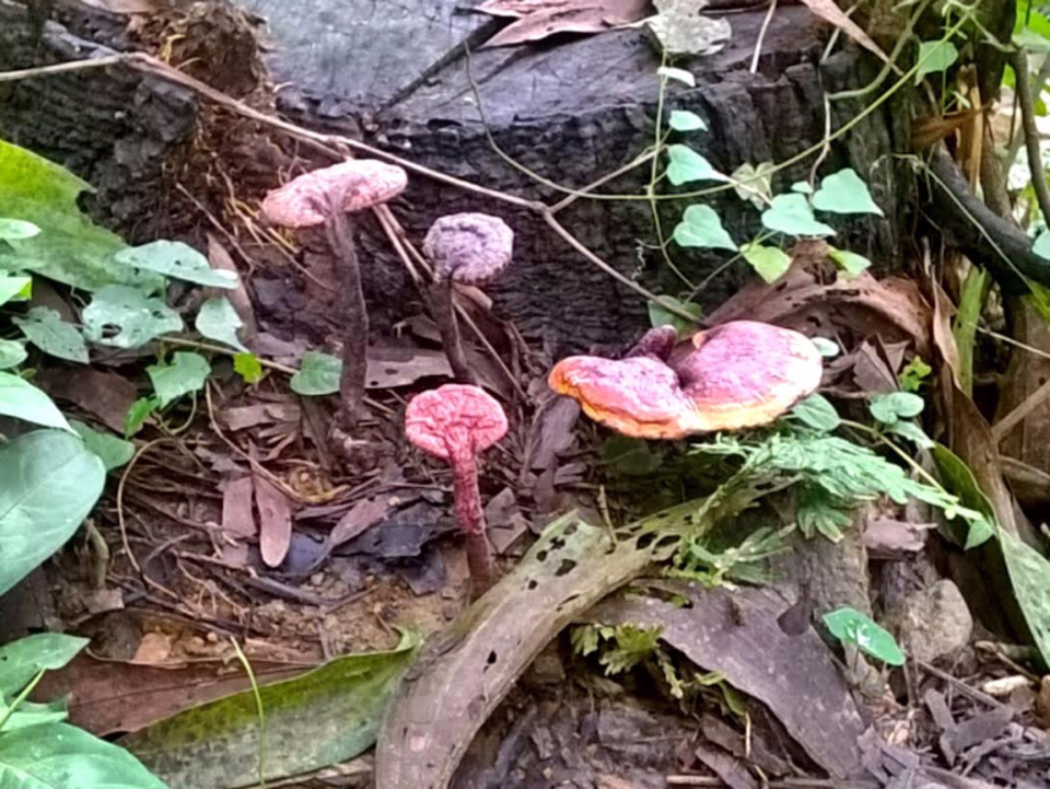 Nấm lim xanh - Địa chỉ bán nấm lim xanh uy tín - 1 Nấm lim xanh - Địa chỉ bán nấm lim xanh uy tín - 1