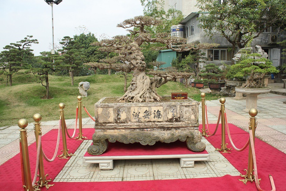 Cây sanh Dấu ấn thời gian từng được chính tay nghệ nhân Cường họa sỹ tạo tác, chỉnh sửa