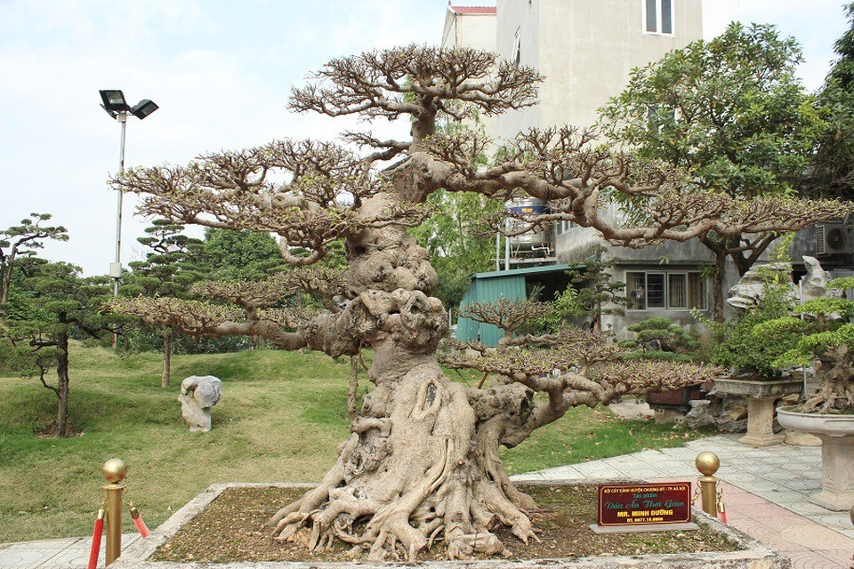 Những thương vụ mua bán siêu cây bạc tỷ gây xôn xao dư luận - 6 Cây sanh Dấu ấn thời gian từng được chính tay nghệ nhân Cường họa sỹ tạo tác, chỉnh sửa