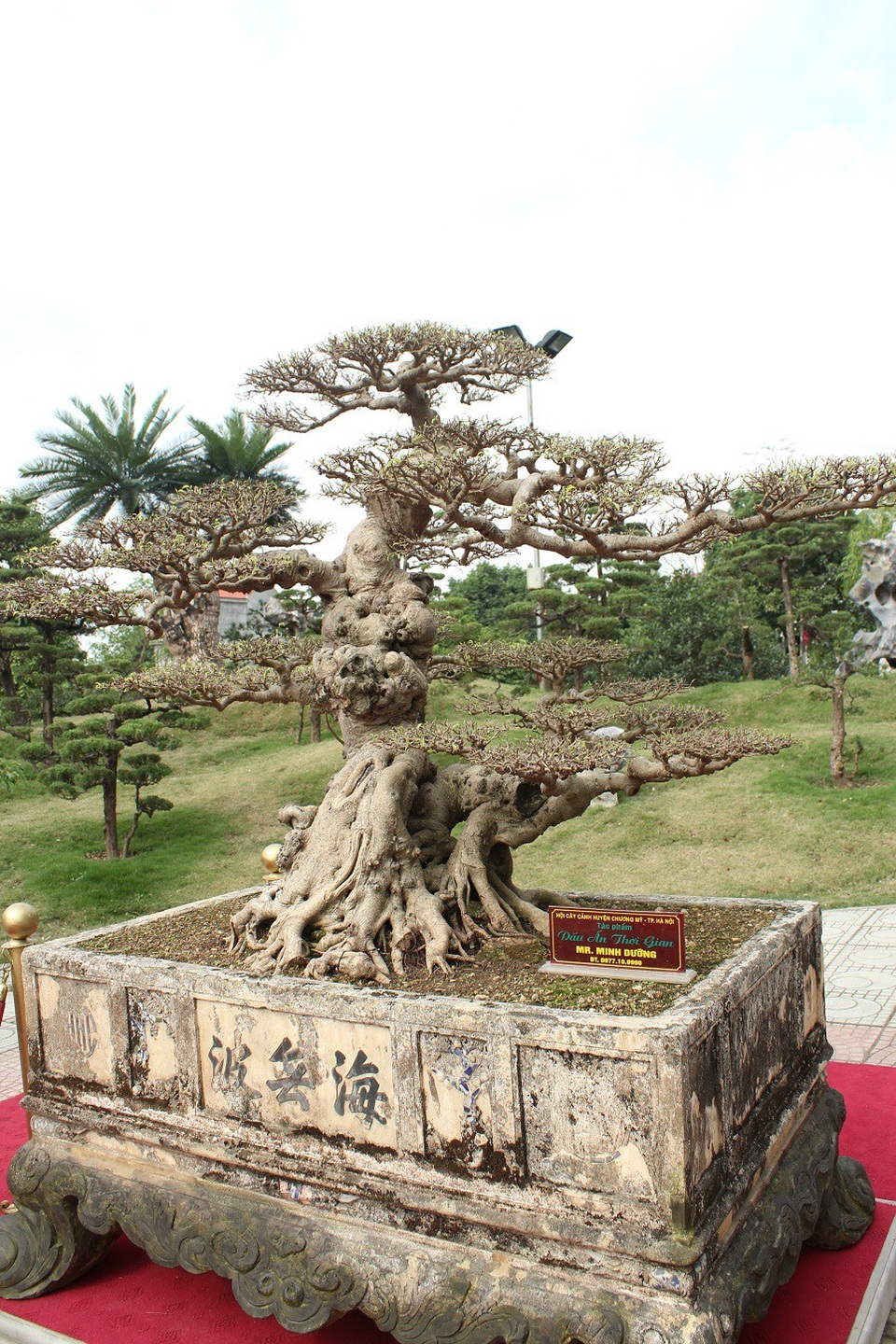Những thương vụ mua bán siêu cây bạc tỷ gây xôn xao dư luận - 7 Cây Dấu ấn thời gian thu hút sự chú ý của nhiều dân chơi sinh vật cảnh