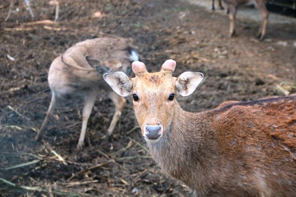 "Bỏ phố lên rừng" nuôi hươu nai, lão nông kiếm tiền tỷ mỗi năm - 5
Không chỉ bán nhung hươu, ông Tiến còn cung cấp ra thị trường hươu giống và thịt hươu, cho thu nhập cao.