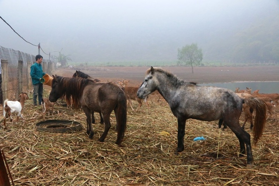 "Bỏ phố lên rừng" nuôi hươu nai, lão nông kiếm tiền tỷ mỗi năm - 7
Trang trại của gia đình ông Tiến còn có hàng chục con ngựa, trong đó có nhiều cặp ngựa bố mẹ đã cho sinh sản nhiều năm nay.
