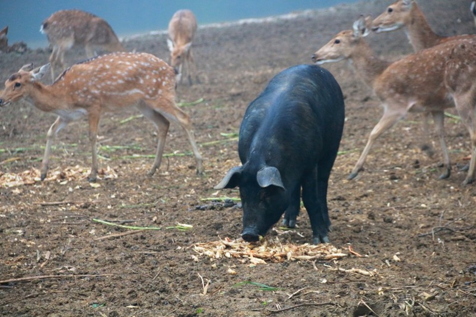 "Bỏ phố lên rừng" nuôi hươu nai, lão nông kiếm tiền tỷ mỗi năm - 10
Lợn rừng, lợn đen, lợn cắp nách ăn chung, ngủ chung cùng với hươu, nai, ngựa, dê, gà. Chiều đến, trang trại của gia đình ông Tiến đặc kín các loại con đặc sản, nhiều người đến tham quan trang trại không khỏi trầm trồ khen ngợi kinh nghiệm chăm nuôi của lão nông Ninh Bình.