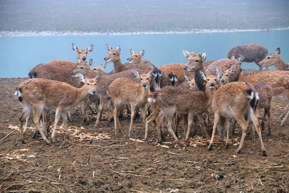 "Bỏ phố lên rừng" nuôi hươu nai, lão nông kiếm tiền tỷ mỗi năm - 3
Đến nay, trang trại nuôi con đặc sản của gia đình ông Tiến có hàng nghìn vật nuôi, toàn những con có giá trị kinh tế cao như: nai, hươu, ngựa, dê, nhím,... Nhiều nhất là đàn hươu, nai với số lượng gần 400 con. Đàn hươu mỗi năm cho thu hoạch nhung hươu, bán giống; đàn nai bán giống, thịt thương phẩm... cho thu nhập hàng trăm triệu đồng.