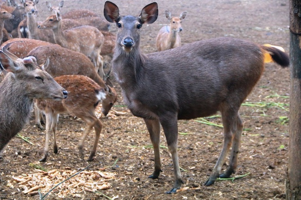 "Bỏ phố lên rừng" nuôi hươu nai, lão nông kiếm tiền tỷ mỗi năm - 6 Loài nai cũng được ông Tiến đưa về trang trại nuôi, đến nay có cả chục cặp nai bố mẹ và nai thương phẩm. Đây là loài hoang dã nhưng đến nay đã được thuần chủng nên sinh sống tập trung trong trang trại và ăn các loại thực phẩm như các con khác trong trang trại. Ban ngày, các con nai cũng lên núi tìm kiếm thức ăn, tối đến khi được gọi mới về nơi nuôi nhốt.