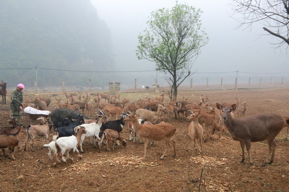 "Bỏ phố lên rừng" nuôi hươu nai, lão nông kiếm tiền tỷ mỗi năm - 2
Thung lũng gia đình ông Tiến làm trang trại xung quanh bao bọc bởi những dãy núi cao, bên dưới có diện tích đất bằng phẳng và hồ nước lớn. Ban đầu, ông chỉ trồng rau và nuôi một số con truyền thống như: gà đồi, lợn rừng, cá... sau này mở rộng nuôi thêm nhiều loại vật nuôi đặc sản khác để có thêm thu nhập.