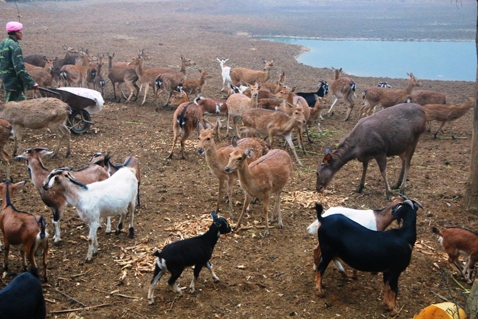 "Bỏ phố lên rừng" nuôi hươu nai, lão nông kiếm tiền tỷ mỗi năm - 9
Hàng nghìn con vật nuôi đặc sản trong trang trại của gia đình ông Tiến sống chung với nhau nên rất tiện cho việc chăm sóc, chữa bệnh.