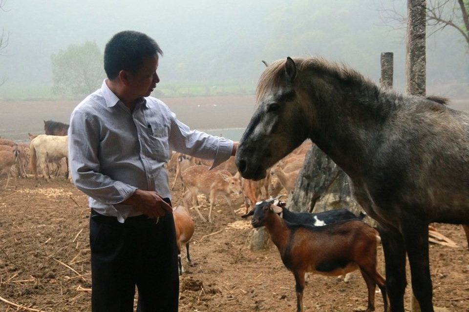 "Bỏ phố lên rừng" nuôi hươu nai, lão nông kiếm tiền tỷ mỗi năm - 12 Ông Tiến cho hay, để có được cơ ngơi trang trại như ngày hôm nay vợ chồng ông đã đổ không biết bao nhiêu mồ hôi, nước mắt, thậm chí cả xương máu. Bao nhiêu năm trời ăn nằm trong thung lũng xương độc, gió rét từ khi đường vào đây mới chỉ là lối mòn rậm rạp. Ông Tiến vẫn đang tiếp tục dự định sẽ xây dựng trang trại của mình không chỉ là mô hình nuôi con đặc sản mà còn là điểm dừng chân cho du khách mỗi khi muốn đến khám phá núi rừng ở thành phố Tam Điệp.