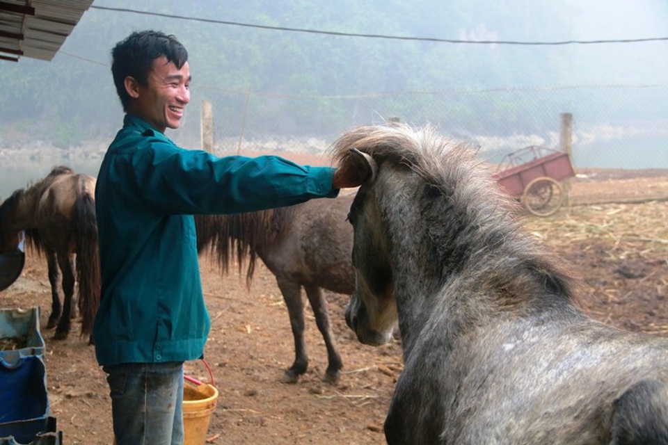 "Bỏ phố lên rừng" nuôi hươu nai, lão nông kiếm tiền tỷ mỗi năm - 8
Giống ngựa nuôi trong trang trại chủ yếu là ngựa từ miền núi cao tỉnh Cao Bằng đưa về. Sau nhiều năm nuôi nhốt những con ngựa cũng đã thuần và quen với những nhân viên trong trang trại.