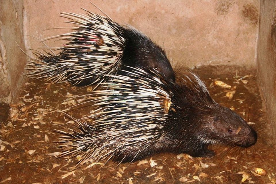 "Bỏ phố lên rừng" nuôi hươu nai, lão nông kiếm tiền tỷ mỗi năm - 11
Trong trang trại của gia đình ông Tiến hiện có 150 con nhím với hơn 40 cặp nhím bố mẹ. Đây cũng là con đặc sản cho thu nhập cao, đem lại giá trị kinh tế lớn cho gia đình ông nhiều năm qua.