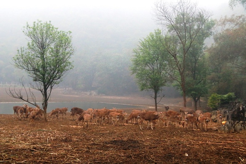 "Bỏ phố lên rừng" nuôi hươu nai, lão nông kiếm tiền tỷ mỗi năm - 1
Khoàng 10 năm trước, ông Trịnh Văn Tiến với đôi bàn tay trắng rời làng, mạnh dạn vào vùng núi hoang vu xã Đông Sơn, thành phố Tam Điệp, Ninh Bình lập nghiệp. Hai vợ chồng ông được hỗ trợ mua đất với giá rẻ, khai hoang lập nghiệp. Sau 10 năm gây dựng, vùng đất bỏ hoang ngày nào giờ trở thành trang trại vật nuôi với hàng nghìn con.