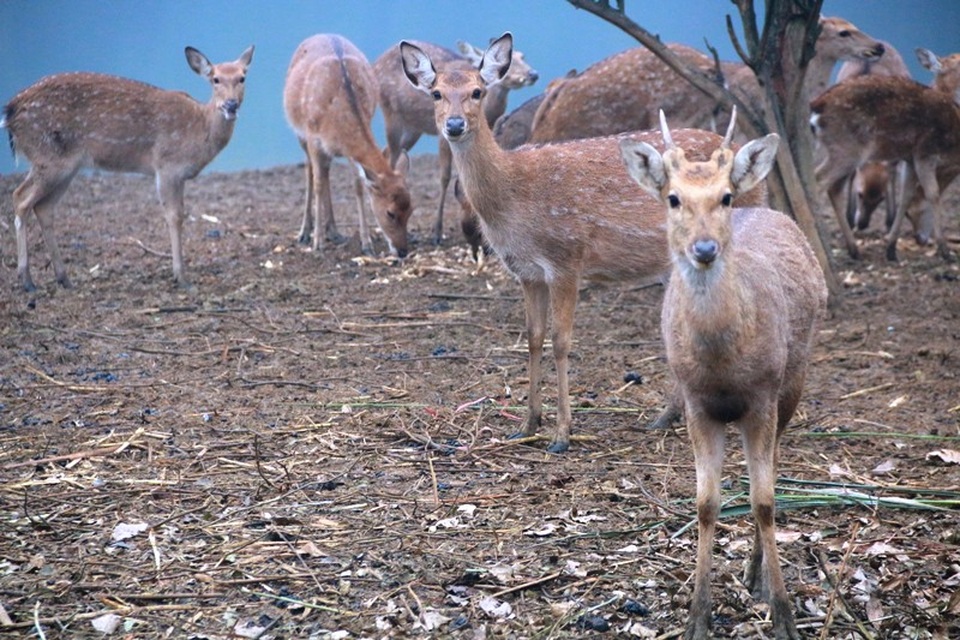 "Bỏ phố lên rừng" nuôi hươu nai, lão nông kiếm tiền tỷ mỗi năm - 4
Dù được nuôi trong trang trại song đàn hươu nai vẫn được tận hưởng cuộc sống gần như sống trong tự nhiên.