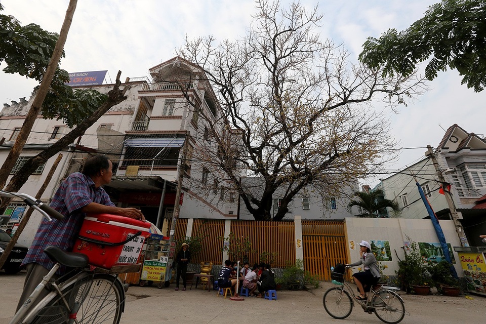 Cây sộp hay còn có nhiều tên gọi như trâu cổ, vảy ốc hay bị lệ, thuộc họ dâu tằm.