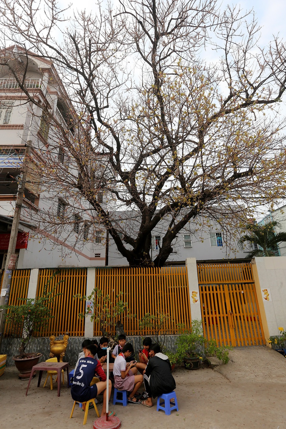 Cây sộp có chiều cao khoảng 15m , tán rộng 10m.