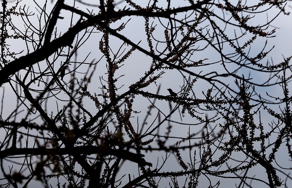 Trái cây sộp là thức ăn yêu thích của chim.