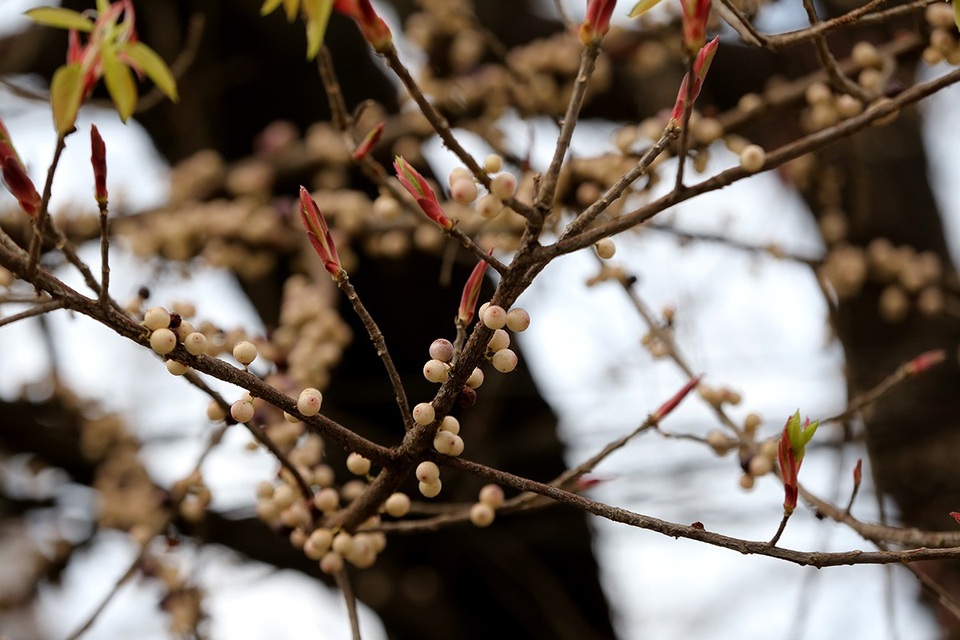 Trái sộp khi còn non có màu trắng, khi chín thì chuyển sang màu đỏ thẫm và có vị ngọt.