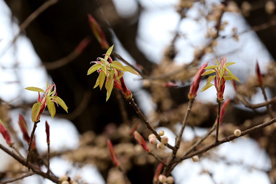 Cây thường ra hoa vào các tháng 5-10 hàng năm. Sau đó, lá rụng hết để lại những cành cây khẳng khiu.