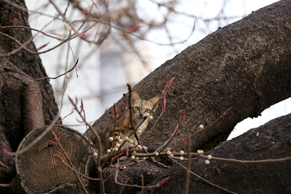 Bà Tạ Thị Nguyện, người chăm sóc miếu thờ cho biết, cây sộp tồn tại trước cả khi gia đình bà lập miếu thờ năm 1950.
