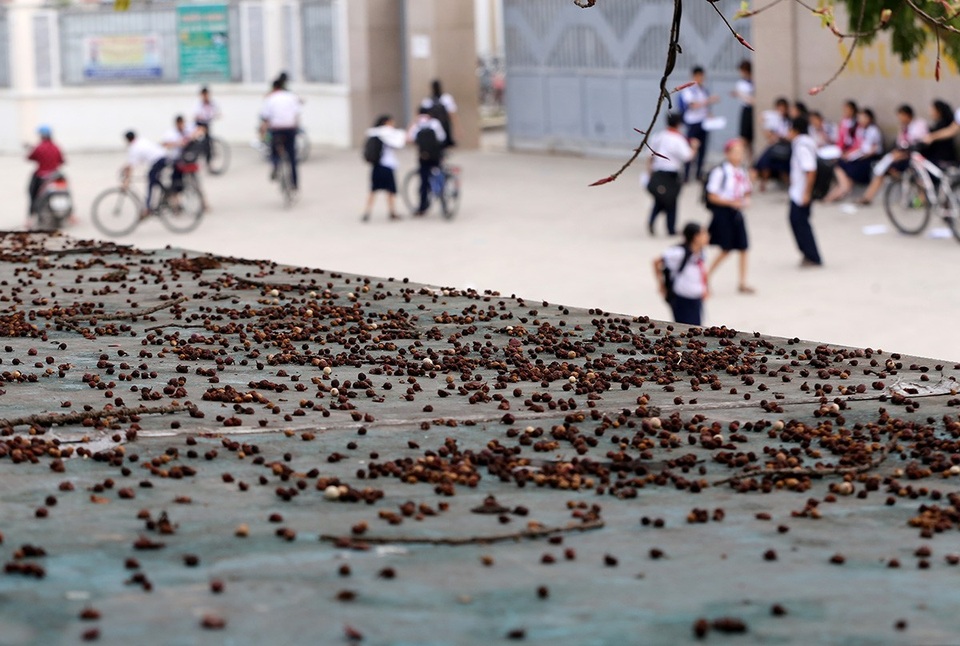 Trái cây sộp khi chín rụng kín trên mái ngôi miếu thờ.