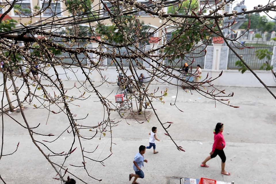 Cây sộp dễ trồng, nhân giống dễ dàng từ hạt và chiết cành, dễ uốn tỉa. Cây có sức sống cao nên thường được các nghệ nhân cây cảnh sử dụng để tạo bonsai, trồng tiểu cảnh,…