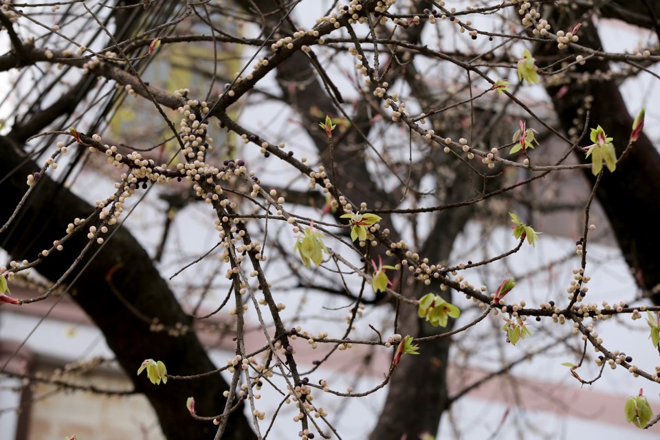 Những chiếc lá non phát triển xum xuê tạo bóng mát, sau đó rụng lá nhường chỗ cho trái sộp.