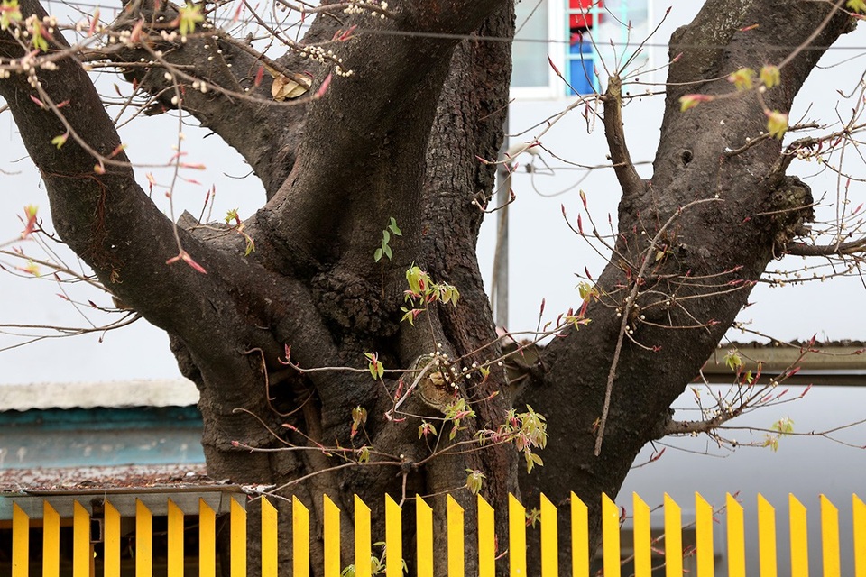 Gốc cây có đường kính khoảng một mét, nằm hoàn toàn trong ngôi miếu. Cây sộp trong tự nhiên có tuổi thọ cao, những cây lâu năm dáng đẹp thường được giới chơi cây kiểng săn tìm.