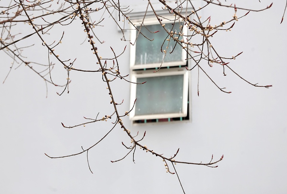 
Những cành cây trĩu trái sộp sà xuống cửa sổ 1 căn nhà.
