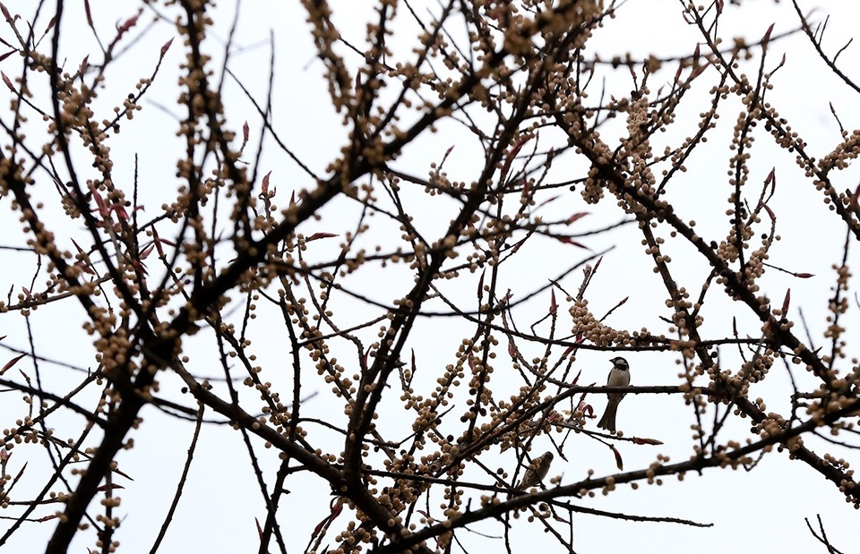 Vẻ đẹp của cây sộp trăm năm tuổi.