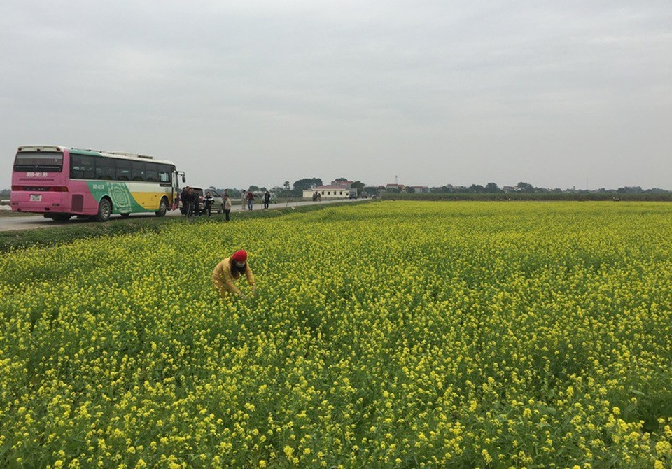 Cánh đồng hoa cải rộng gần 10 héc ta, vàng rực rỡ, hấp dẫn người xem hôm nay là kết quả của tinh thần xung kích, tình nguyện, dưới sự hướng dẫn của các cán bộ Trạm khuyến nông huyện Thọ Xuân, Hợp tác xã Đông Phương Hồng, gần 500 đoàn viên, thanh niên trên địa bàn huyện và bà con nhân dân xã Thọ Hải...