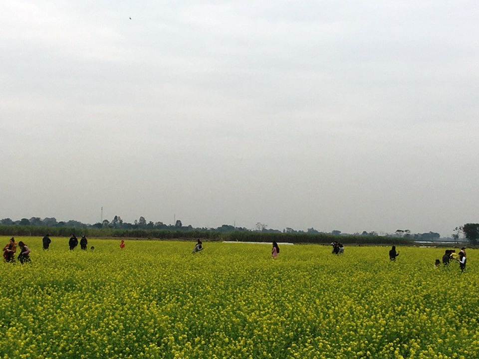 Anh Trần Lê Văn - Giám đốc Hợp tác xã Đông Phương Hồng, xã Thọ Hải, huyện Thọ Xuân cho biết: Đây là một dự án hoàn toàn mới, tại địa phương chưa có mô hình nào. Đơn vị đã kết hợp với Huyện đoàn Thọ Xuân đưa ý tưởng vào áp dụng. Đồng thời kết hợp với chính quyền địa phương triển khai xây dựng cánh đồng hoa cải này.