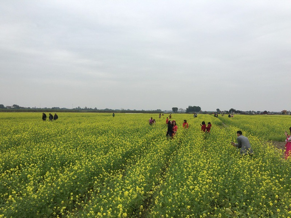 Nhìn vườn hoa cải vàng rực giữa tiết trời đông nhưng người xem có cảm giác thoải mái, lâng lâng...