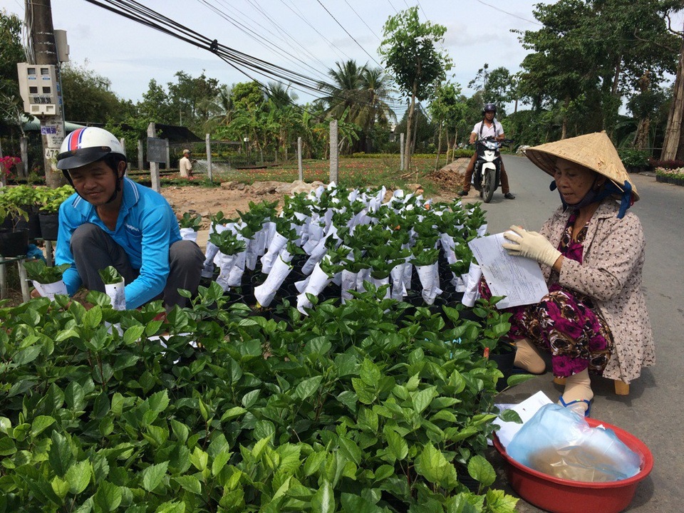Riêng những loại kiểng lá, người dân đang tất bật trao đổi mua bán