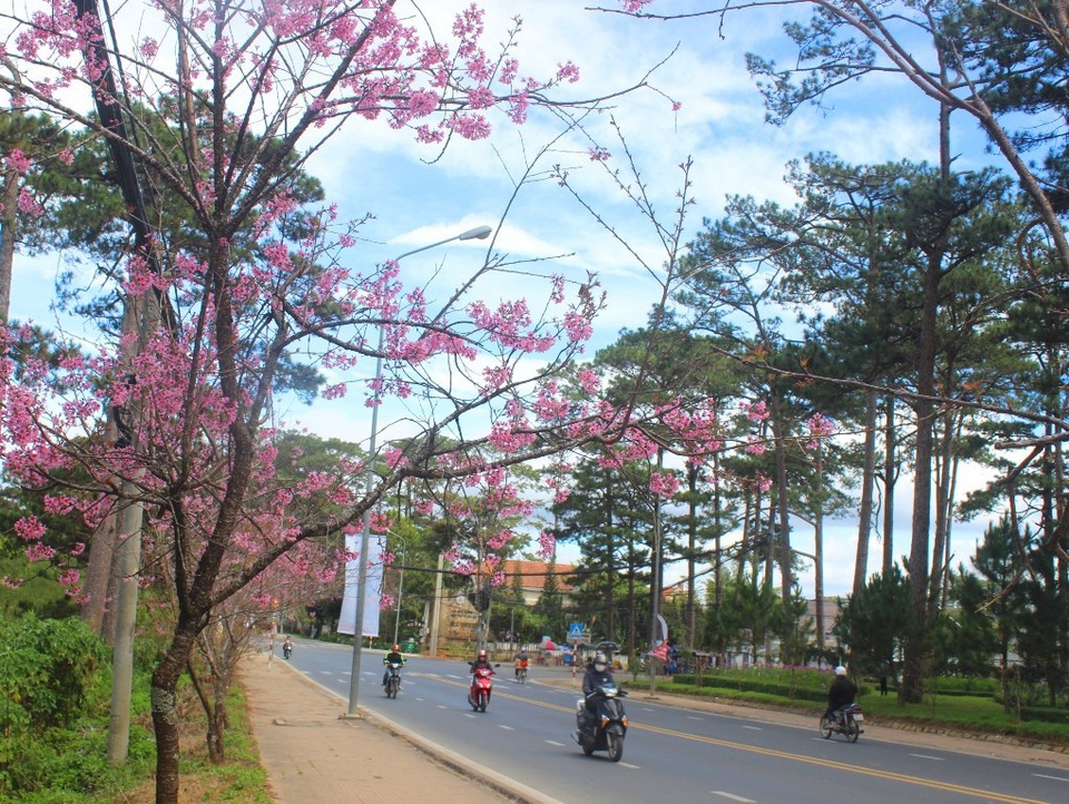 Mai anh đào khoe sắc trên nhiều tuyến phố Đà Lạt