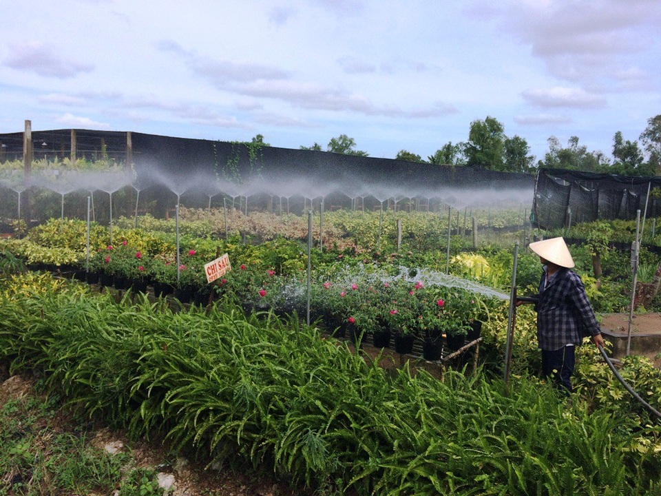Một số hộ trồng hoa khá giả, đầu tư hệ thống phun sương, nhà lưới... để giảm chi phí, tỷ lệ hoa kiểng hao hụt giảm