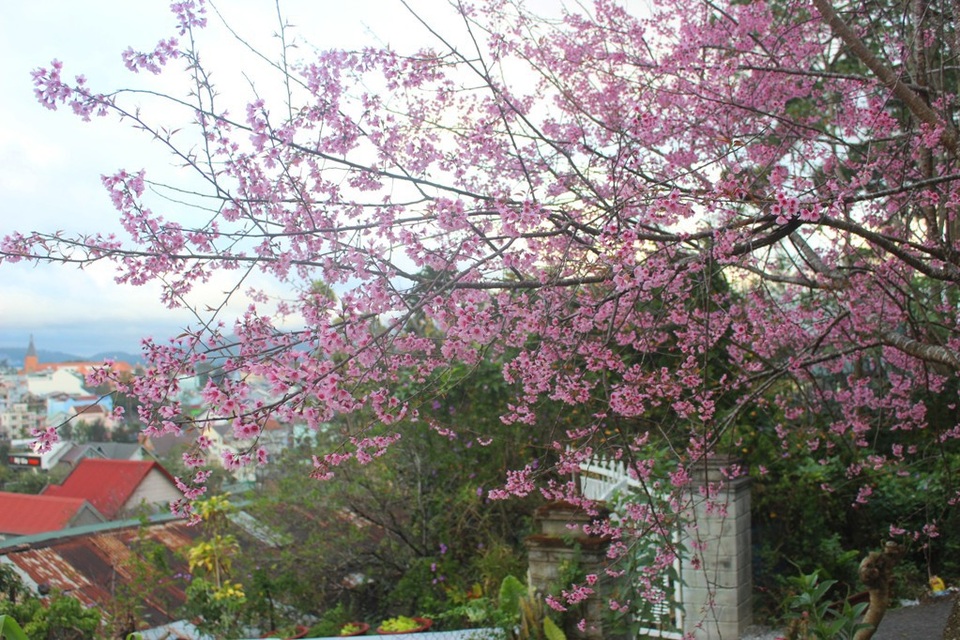 Mai anh đào Đà Lạt bung nở rực hồng phố núi - 15