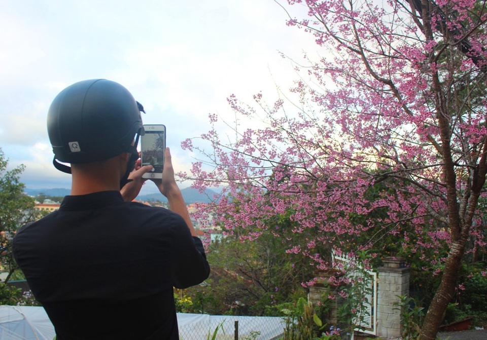 Mai anh đào Đà Lạt bung nở rực hồng phố núi - 11