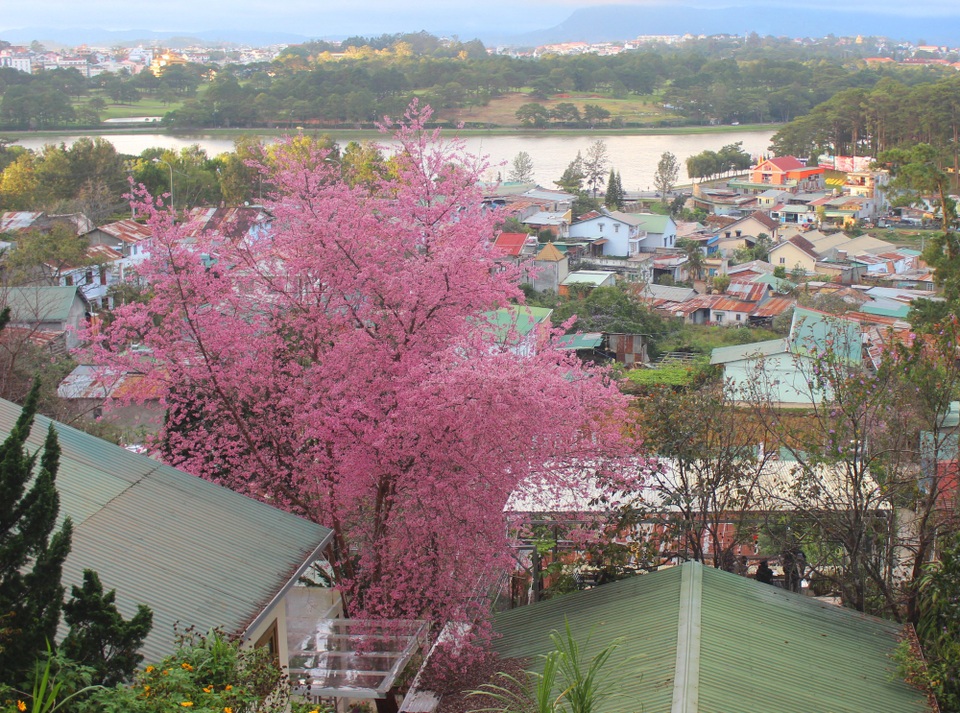 Mai anh đào Đà Lạt bung nở rực hồng phố núi - 17