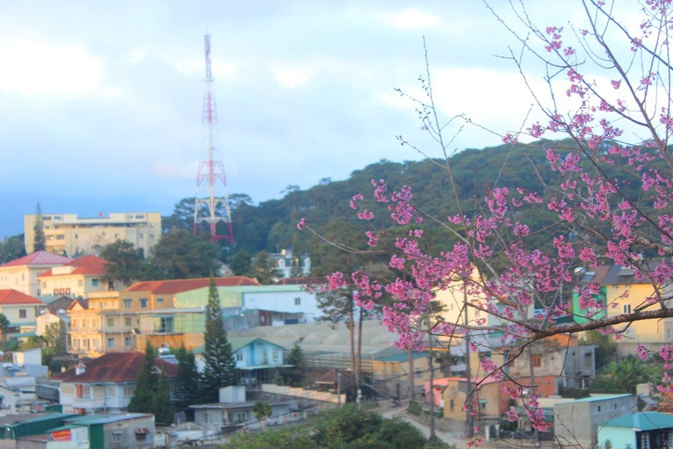 Mai anh đào Đà Lạt bung nở rực hồng phố núi - 16