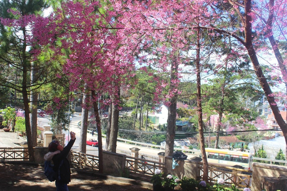 Mai anh đào Đà Lạt bung nở rực hồng phố núi - 12