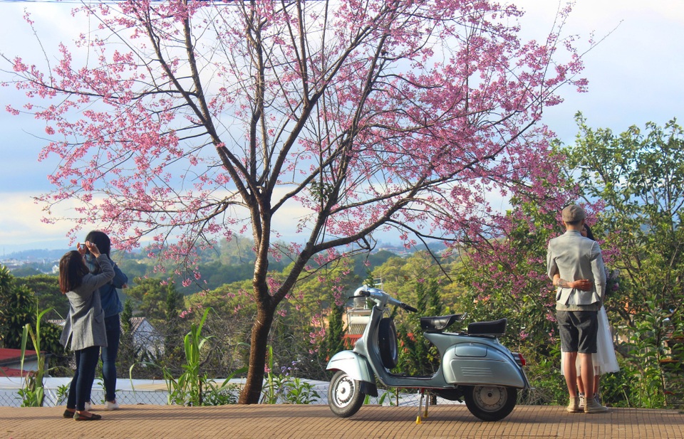 Du khách chụp hình dưới tán mai anh đào