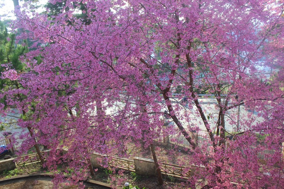 Mai anh đào Đà Lạt bung nở rực hồng phố núi - 1