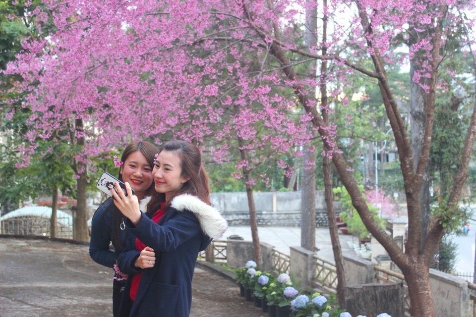 Mai anh đào Đà Lạt bung nở rực hồng phố núi - 14