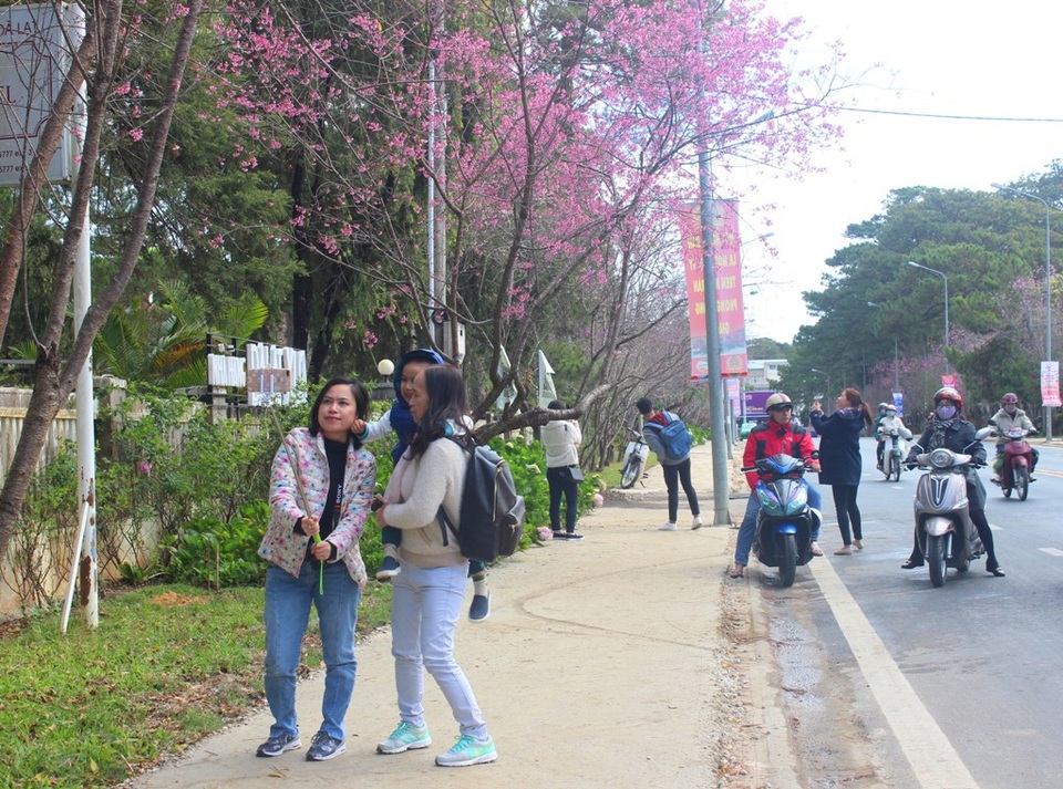 Mai anh đào Đà Lạt bung nở rực hồng phố núi - 13