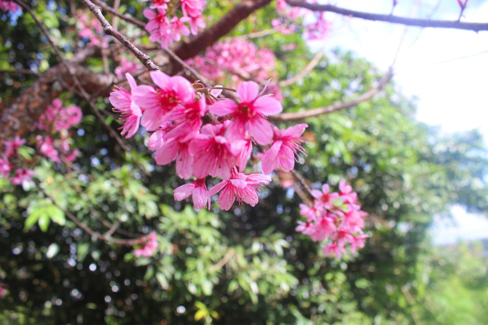 Mai anh đào Đà Lạt bung nở rực hồng phố núi - 10