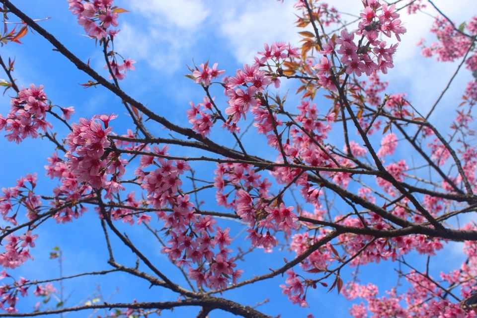 Mai anh đào Đà Lạt bung nở rực hồng phố núi - 9