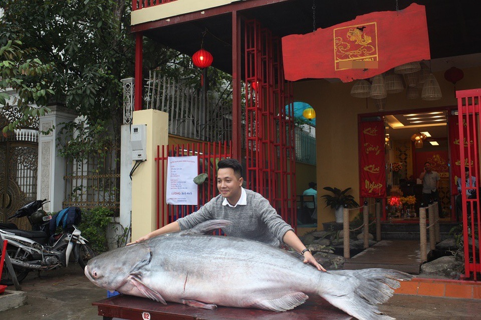 Đại gia Hà Nội bỏ cả trăm triệu mua cá khổng lồ về ăn Tết - 3 Cá được chủ nhà hàng đặt của ngư dân và vận chuyển về Việt Nam theo đường hàng không