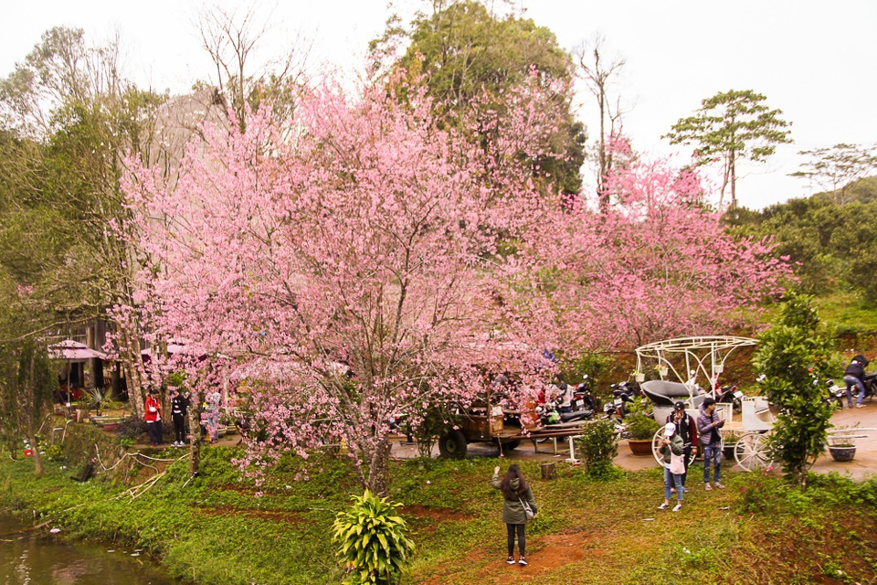Mãn nhãn với hoa Mai anh đào khoe sắc trên Măng Đen - 4 Những cây Mai anh đào nở trắng cây
