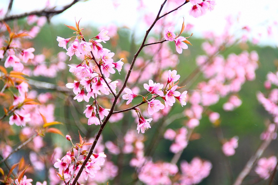 Mãn nhãn với hoa Mai anh đào khoe sắc trên Măng Đen - 6 Mãn nhãn với hoa Mai anh đào khoe sắc trên Măng Đen - 6