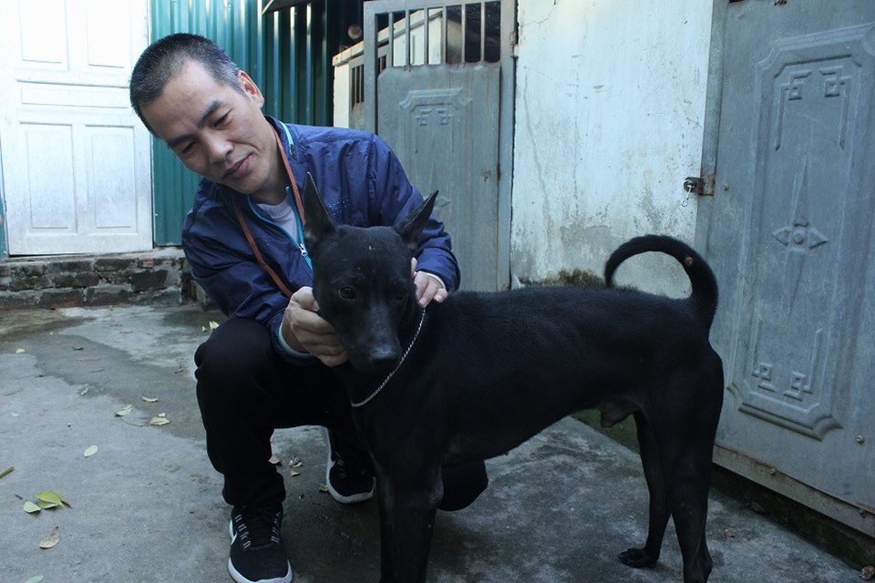 Mục sở thị trang trại nuôi chó Phú Quốc bạc tỷ ở Hà Nội - 4 Chủ trang trại này cho biết, nuôi chó Phú Quốc ngoài đam mê phải có sự hiểu biết để bảo tồn được đặc tính, bản năng của giống chó này.